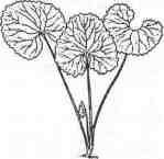 Garlic Mustard Prevention