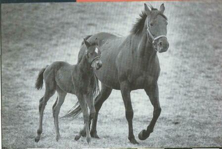 Running horses