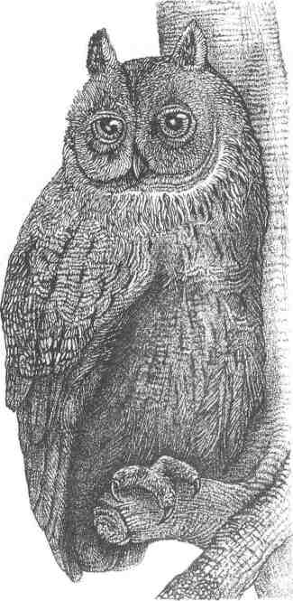 Long-eared Owl