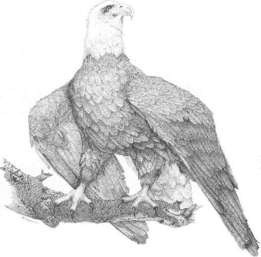 Bald Eagle