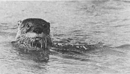 river otter