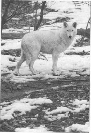 Bison, Bobcats, and Bears...and Wolves