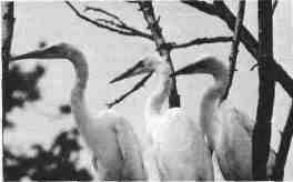 Great egrets