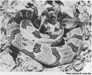 Timber Rattlesnake