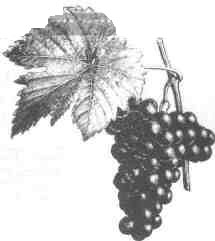 Grapes