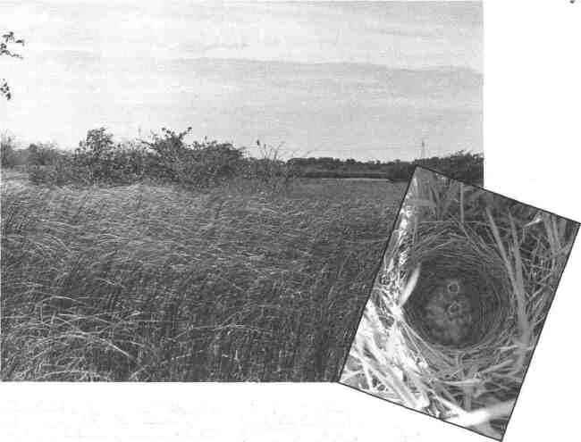 nesting in pastures, hayfields and other grassy areas, meadowlarks have adapted well to agricultural lands.  Field nest searchers monitor nests they find in grasslands, noting the type of vegetation a field contains, the number of young that fledge and other data used to make management decisions