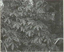 buckeye trees