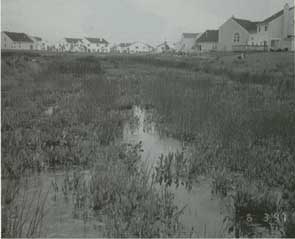 Emergent Vegetation in Wetland