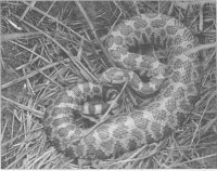 The Eastern massasauga