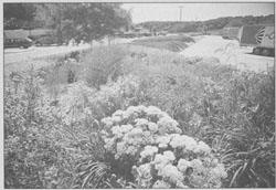 Roadside Prairie