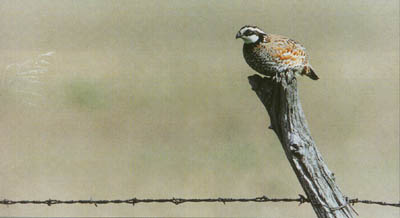 Bobwhite