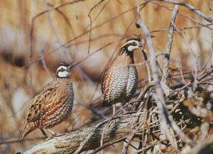 Male and female bobwhites