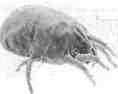 Dust mite