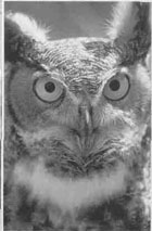 Horned Owl