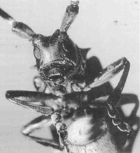 Asian Long-Horned Beetle