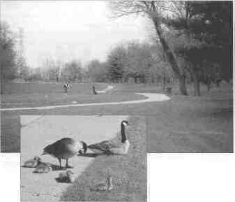 Canada geese