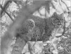 Bobcat