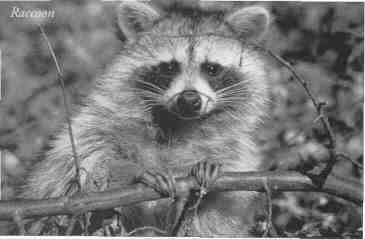 Racoon