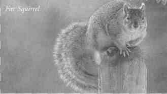 Fox Squirrel