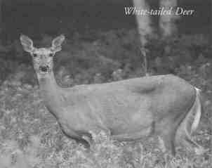 White-tailed Deer