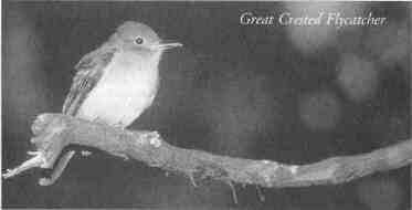 Great Crested Flycatcher