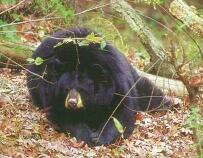 Black Bear