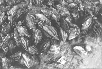 Zebra Mussels