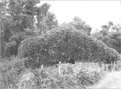 Kudzu covering a building