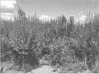 Purple loosestrife