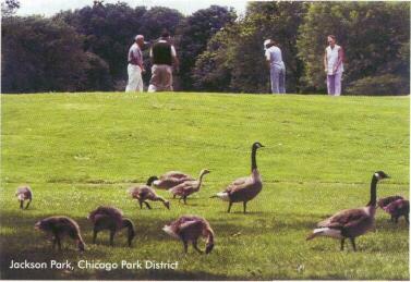 Jackson Park, Chicago Park Dristrict