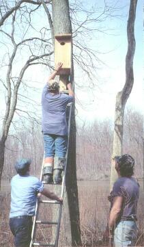 Wood duck nesting box